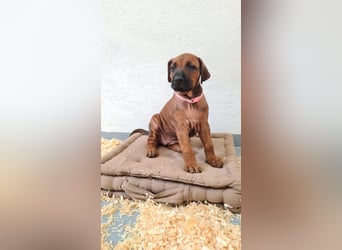 Rhodesian Ridgeback Welpen