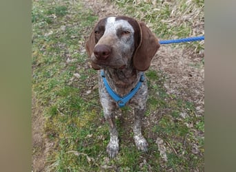 Kika - liebt Bewegung, Menschen und Hunde - fehlt nur noch ihre aktive Familie