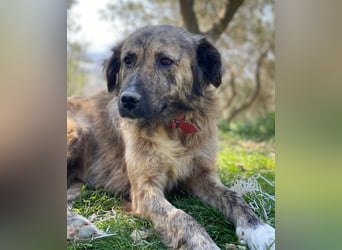 Nandi, geb. ca. 03/2020, lebt in GRIECHENLAND, städt. Tierheim Serres