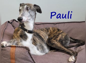 Pauli geb. 2017 (in Deutschland) - verschmuster und menschenbezogener Galgo ein absoluter Schatz!