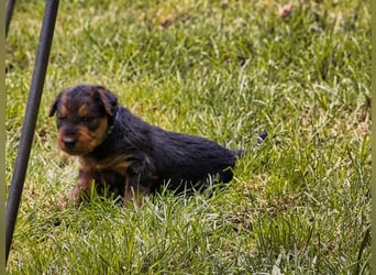 Airedale Terrier Welpen aus VDH Zucht