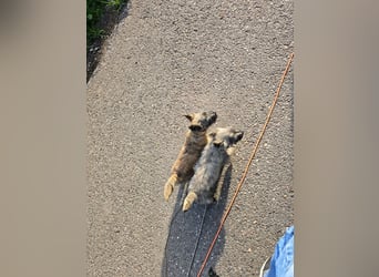 Lustige Kobolde / Cairn Terrier suchen ein Zuhause