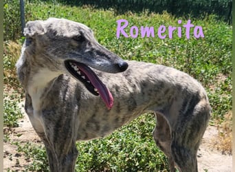 Romerita 05/2021 (in Deutschland) - wunderschöne, sympathische und soziale Galga!