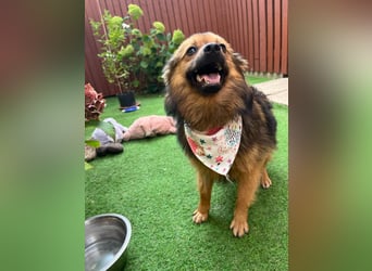 Lilo SR – Verspielte Spitzdame sucht liebevolles Zuhause