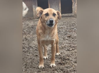 ♥SIMBA♥ super lieber, hübscher, verspielter Rüde mit den Knopfaugen 40 cm