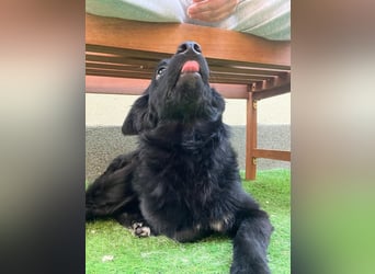 Fiona SR– Kleine Entdeckerin sucht liebevolles Zuhause