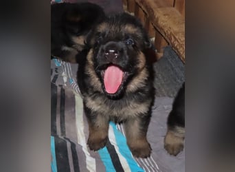 Wunderschöne Schäferhundwelpen  suchen Ende November ein schönes zu Hause1