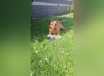 Sanfter Riese sucht sein Zuhause