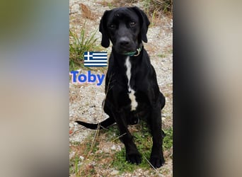 !!NOTFALL!! Tommy u. Toby, geb.03/23 - hübsche Pointer-Brüder suchen ihre Famlie