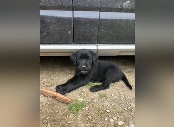 Labrador Welpe schwarz