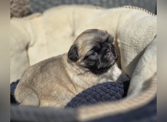 Mops Welpen  ( Altdeutsche )