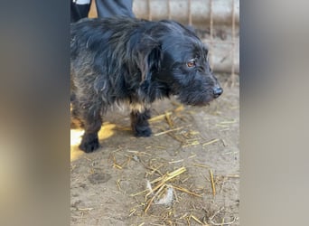 Kiki-LM, ein kleiner Schatz sucht Geborgenheit