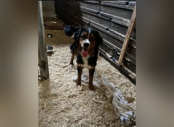 Berner Sennenhündin 1,5 Jahre jung
