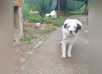 Thor verurteilt auf ein Leben an der Kette