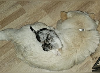 Chihuahuawelpen