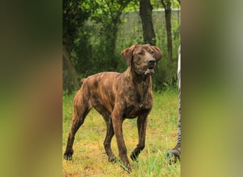 Brenda LM – freundliche Doggen-Boxer-Mix-Hündin sucht liebevolles Zuhause