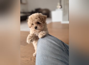 Maltipoo Pudel Malteser