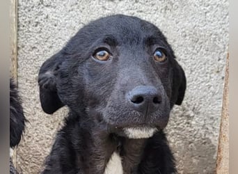 Jane ❤️ neugieres, liebes Hundemädchen