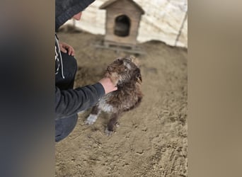 Brios-LM, kleines Wildschwein sucht neues Zuhause!