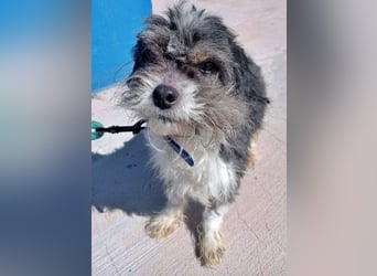 BENJI-sehnt sich nach Fürsorge!
