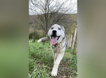 Lobo - traumhafter Charakter