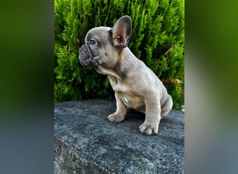 2 wunderschöne Welpen -Blue(grau) und fawn -Mädels