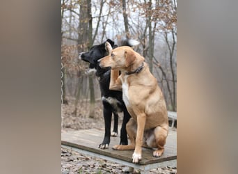 Zauberhafter LEWI - Herzenshund, Knutschkugel und Zuckerbub