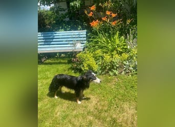 Josie – kleine Hundeseele mit Herz sucht Zuhause für immer - bereits auf PS in DE 86156 Augsburg
