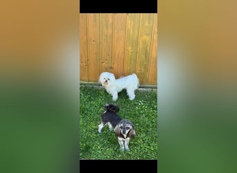 Maltipoo in zauberhaften Farben