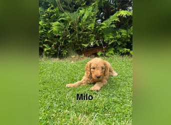 Aussiedoodle / Aussiepoo  F1b