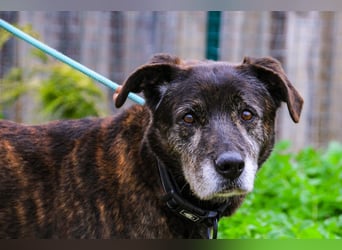 Nero, Mix Schäferhund / Castro Laboreiro, lieb und sozial