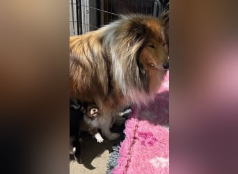 Wundervolle Collie-Welpen aus liebevoller VDH-Zucht suchen ein liebevolles Zuhause
