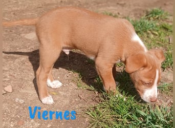 Viernes 01/2025 (ESP) - sozialer und verspielter Podenco Bub!