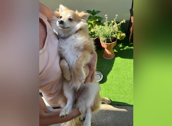 Wanda SR – Kleine Spitz-Prinzessin sucht liebevolles Zuhause