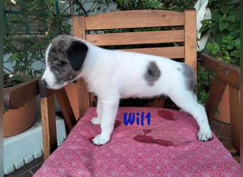 Wil geb. 05/2025 (ESP) - sportlicher Border-Collie-Mix Welpe!
