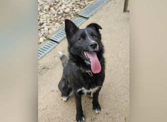 Freundlicher LEWI ist ein absoluter Gute-Laune-Hund