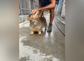 Maszola, Senior wurde einfach im Tierheim abgegeben