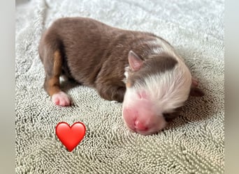 Mini/Miniature Australian Shepherd Welpen mit Papiere