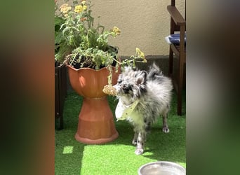 Lio – kleiner Spitz mit großem Herzen sucht ein liebevolles Zuhause