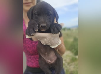 Ruby - sitzt auf gepackten Köfferchen