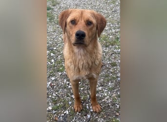 Valor, geb. ca. 05/2024, lebt in GRIECHENLAND, auf einem Gelände, auf dem die Hunde notdürftig verso