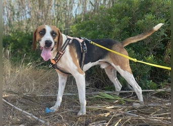 Dimmi – junger französischer Laufhund-Mischling sucht liebevolles Zuhause