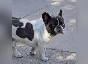 KUDU - SÜßE BULLDOGGE