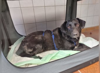 Phoebe sucht Für-immer-Zuhause
