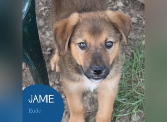 Kleiner Jamie sucht sein Zuhaue
