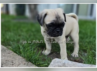 Mops Welpen