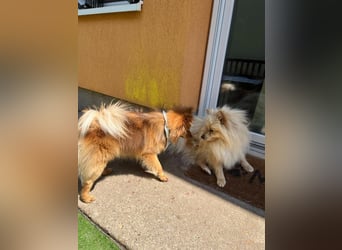Barney2 SR – kleiner Charmeur sucht beständiges Zuhause