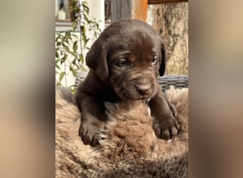 Zuckersüße Schoko Labradorwelpen