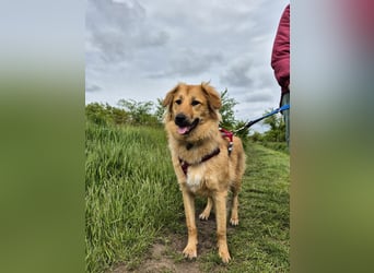 Sally sucht ein liebevolles Zuhause