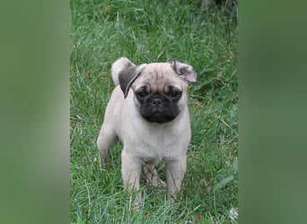 Mops 2.0 Welpen, Rüde, 13 Wochen, Ahnentafel CfdM / VDH / FCI